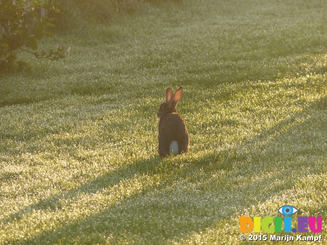 FZ019324 Wild rabbit in morning dew